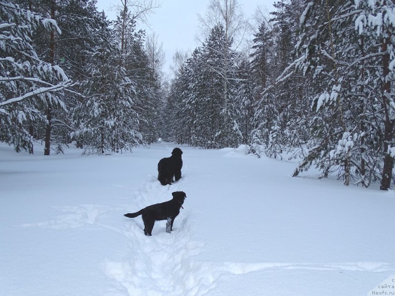 Фото: ньюфаундленд Акин Соул София
