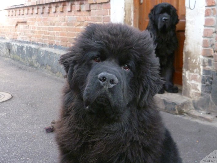 Фото: ньюфаундленд Яхтай с Берега Дона (Yahtay s Berega Dona)