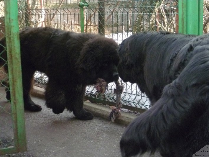 Фото: ньюфаундленд Яхтай с Берега Дона (Yahtay s Berega Dona), ньюфаундленд Сила с Берега Дона (Sila s Berega Dona)