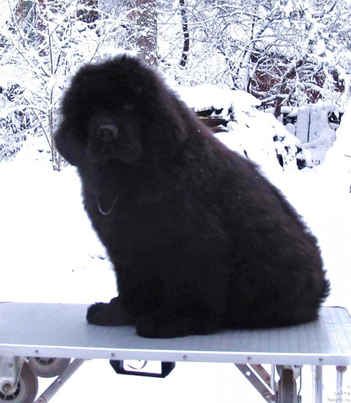 Фото: ньюфаундленд Смигар Эври Бит ов Май Хат (Smigar Every Beat of My Heart)