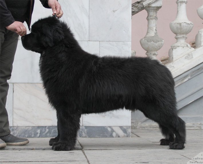 Фото: ньюфаундленд Midnight Lady's B-Touch of Class