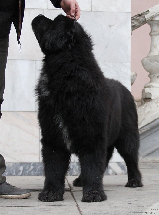 Фото: ньюфаундленд Midnight Lady's B-Touch of Class