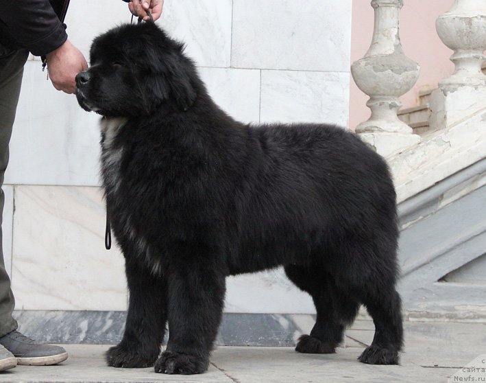 Фото: ньюфаундленд Midnight Lady's B-Touch of Class