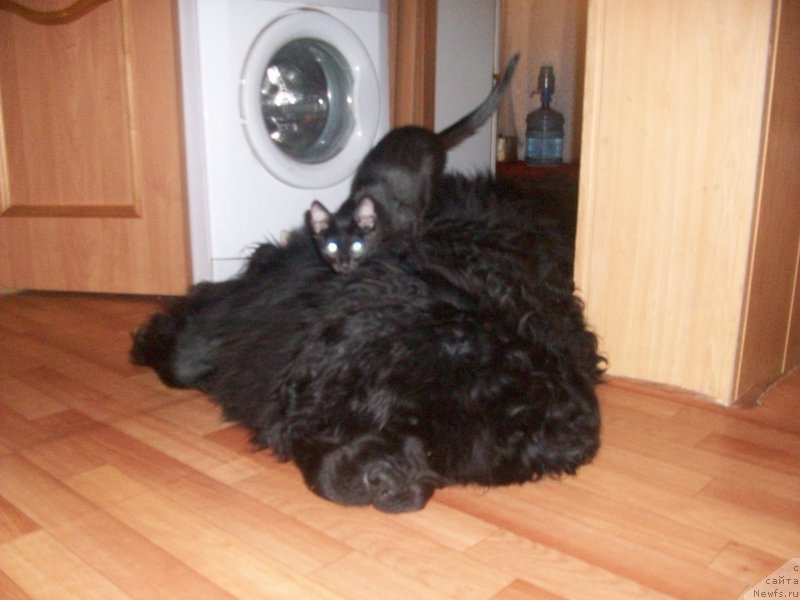 Фото: ньюфаундленд Ярада из Сибирской Глубинки (Yarada iz Sibirskoy Glubinki)