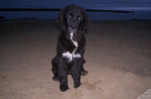 Фото: ньюфаундленд Сент Джонс Пенелопа Крус