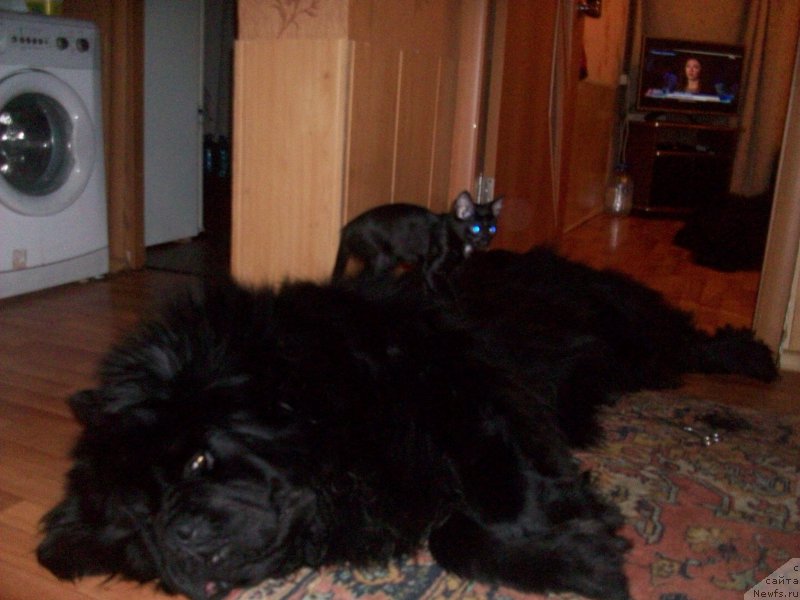 Фото: ньюфаундленд Карат из Медвежьего Яра (Karat iz Medvejyego Yara)