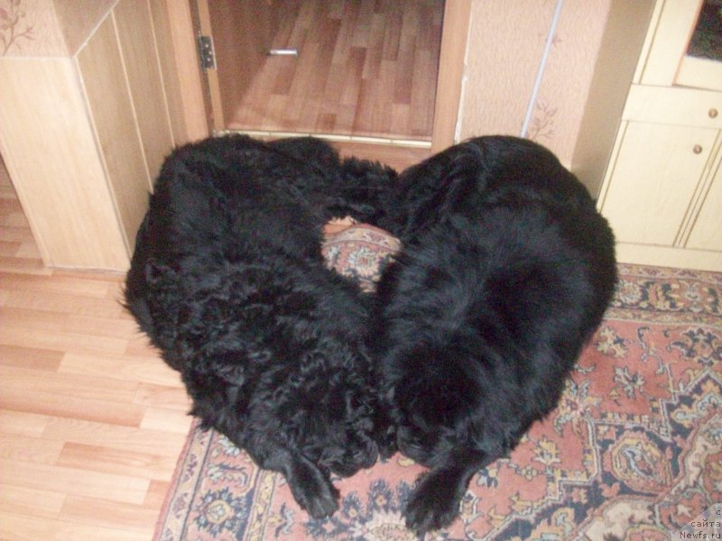 Фото: ньюфаундленд Карат из Медвежьего Яра (Karat iz Medvejyego Yara), ньюфаундленд Ярада из Сибирской Глубинки (Yarada iz Sibirskoy Glubinki)