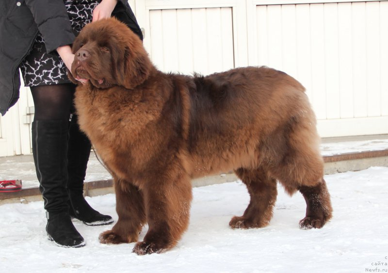 Фото: ньюфаундленд Браунблад МСК Хаким Голд Хайдар (Brownblood MSK Hakim Gold Haydar)