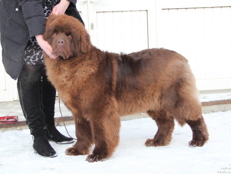 Фото: ньюфаундленд Браунблад МСК Хаким Голд Хайдар (Brownblood MSK Hakim Gold Haydar)