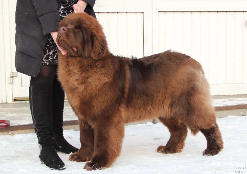 Фото: ньюфаундленд Браунблад МСК Хаким Голд Хайдар (Brownblood MSK Hakim Gold Haydar)
