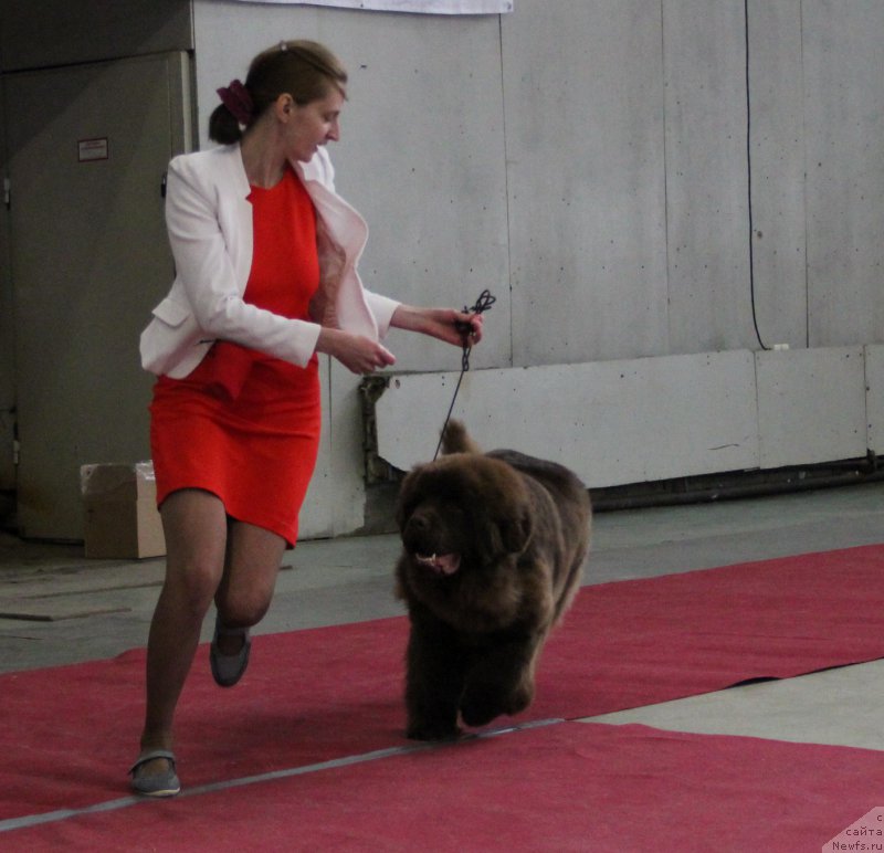 Фото: ньюфаундленд Браунблад МСК Хаким Голд Хайдар (Brownblood MSK Hakim Gold Haydar)