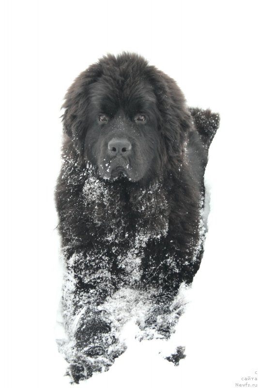 Фото: ньюфаундленд Черная Мафия Шенген Виза (Chernaya Mafia Shengen Visa)