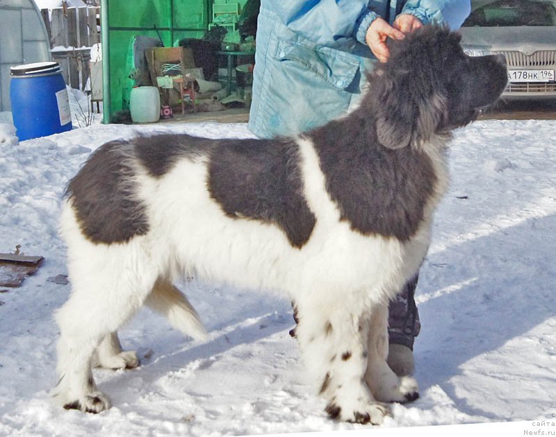 Фото: ньюфаундленд Супер Бизон Мирослава