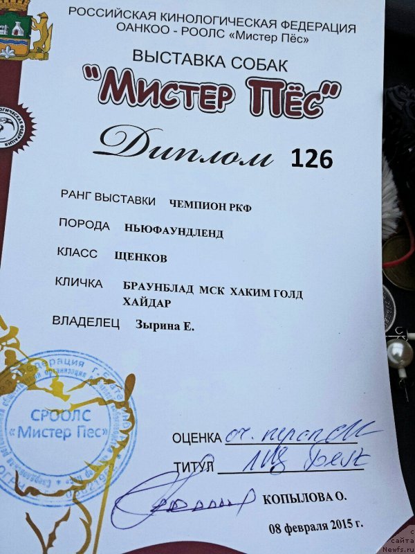 Фото: ньюфаундленд Браунблад МСК Хаким Голд Хайдар (Brownblood MSK Hakim Gold Haydar)