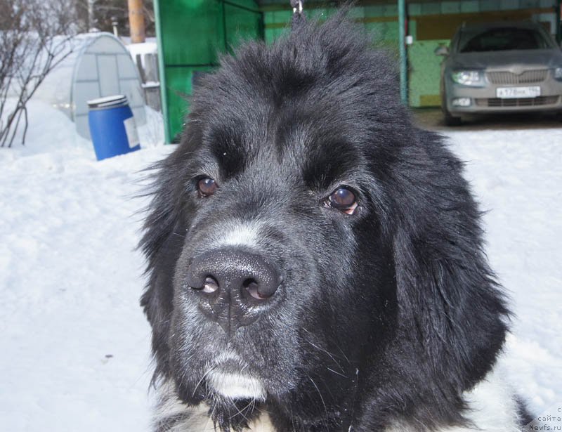 Фото: ньюфаундленд Супер Бизон Мирослава