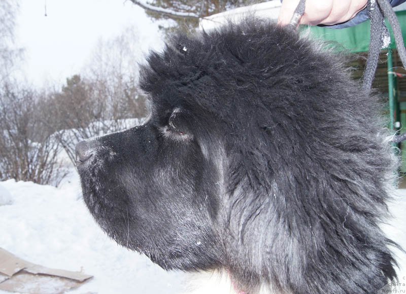 Фото: ньюфаундленд Супер Бизон Мирослава