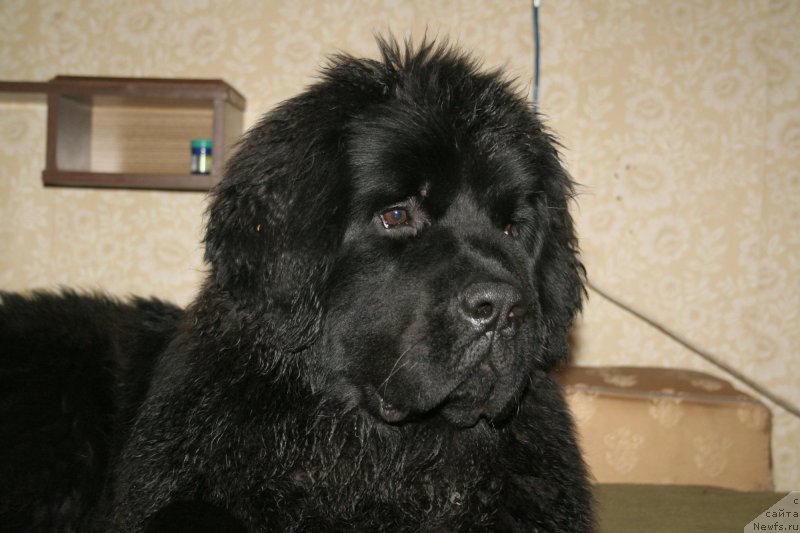 Фото: ньюфаундленд Черная Мафия Шенген Виза (Chernaya Mafia Shengen Visa)