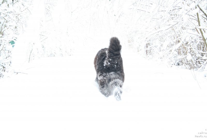 Фото: ньюфаундленд Черная Мафия Шенген Виза (Chernaya Mafia Shengen Visa)