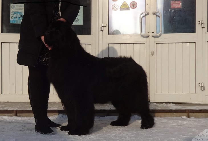 Фото: ньюфаундленд Ньюфорт Черника Леди