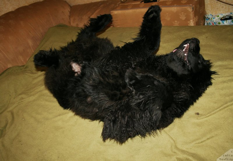 Фото: ньюфаундленд Черная Мафия Шенген Виза (Chernaya Mafia Shengen Visa)