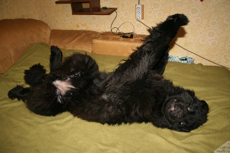 Фото: ньюфаундленд Черная Мафия Шенген Виза (Chernaya Mafia Shengen Visa)