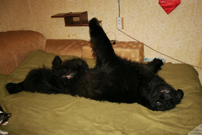 Фото: ньюфаундленд Черная Мафия Шенген Виза (Chernaya Mafia Shengen Visa)