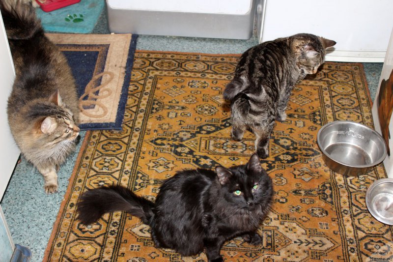 Фотография № 174434