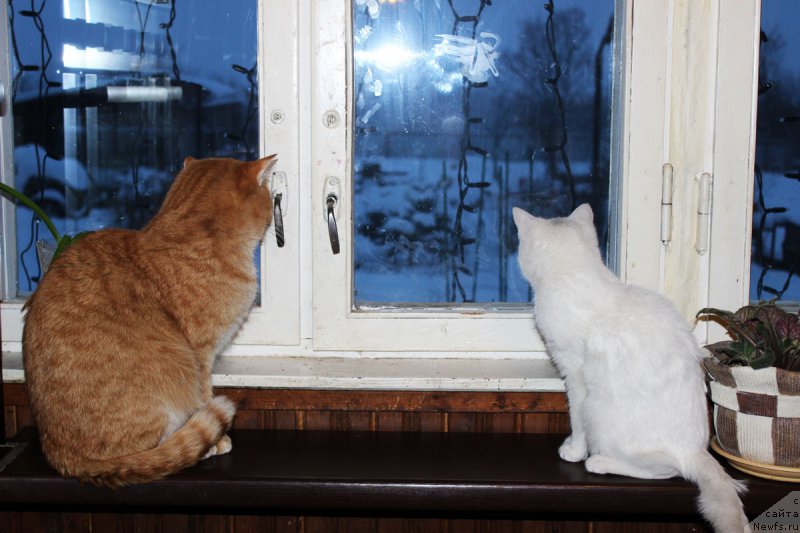 Фотография № 174438