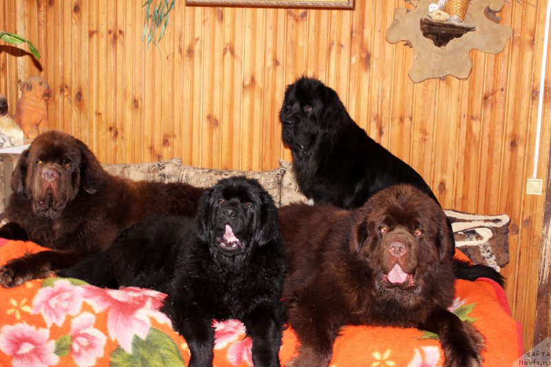 Фото: ньюфаундленд Чарли Де Бест Хелфи Пэл (Charli The Best Helfi Pel), ньюфаундленд Браунблад МСК Харрикейн Хиггенс (Brownblood MSK Harricane Higgins), ньюфаундленд Мерседес Вялiкi Мядзведзь (Mercedes Vialiki Miadzvedz), ньюфаундленд Чармер Денкам Бронз (Charmer Denkam Bronze)