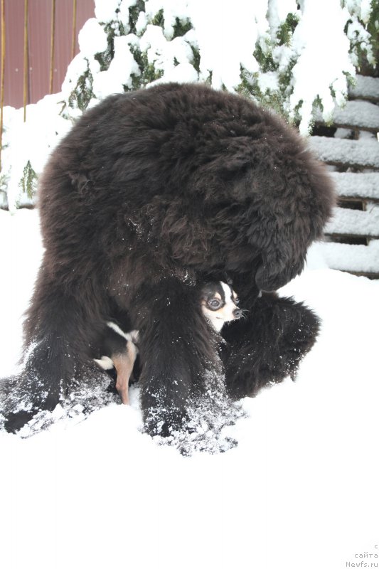 Фото: ньюфаундленд Черная Мафия Шенген Виза (Chernaya Mafia Shengen Visa)