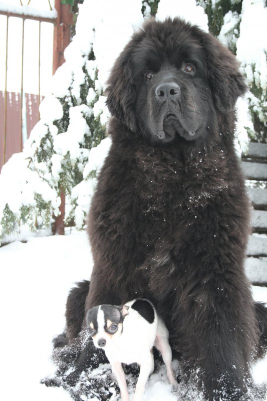 Фото: ньюфаундленд Черная Мафия Шенген Виза (Chernaya Mafia Shengen Visa)