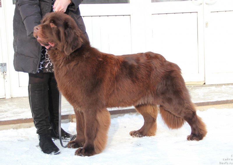 Фото: ньюфаундленд Ньюфорт Юника