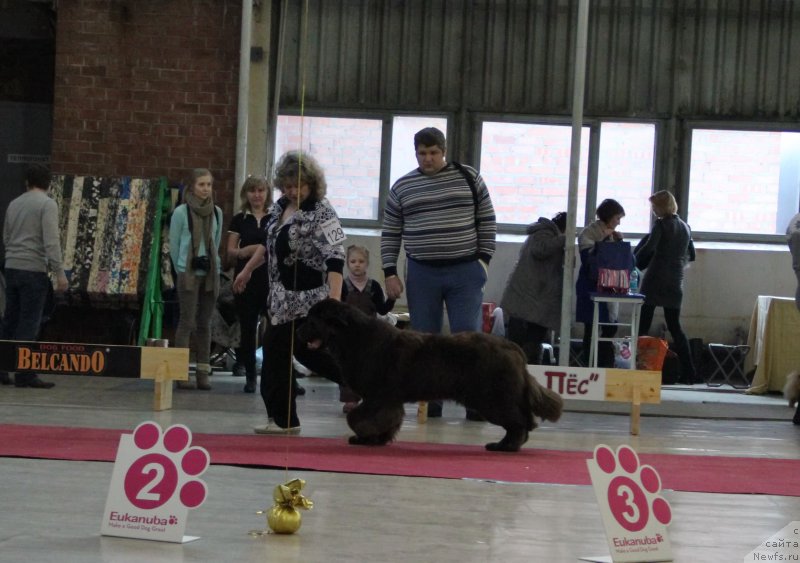 Фото: ньюфаундленд Ньюфорт Юника, Ирина Панюшкина