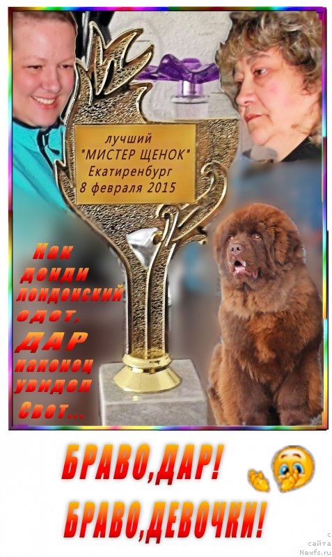 Фото: ньюфаундленд Браунблад МСК Хаким Голд Хайдар (Brownblood MSK Hakim Gold Haydar), Лена Зырина, Ирина Панюшкина