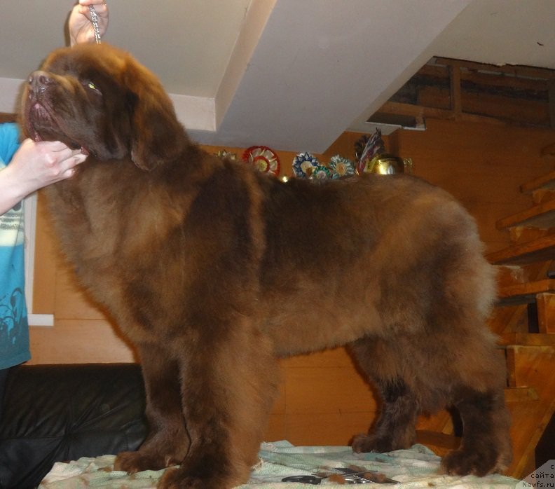 Фото: ньюфаундленд Браунблад МСК Хаким Голд Хайдар (Brownblood MSK Hakim Gold Haydar)