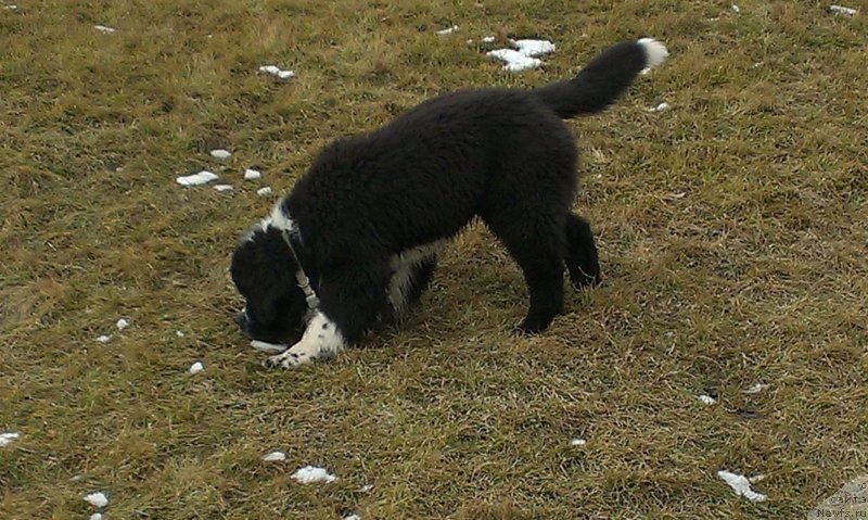 Фото: ньюфаундленд Бард с Берега Дона (Bard s Berega Dona)