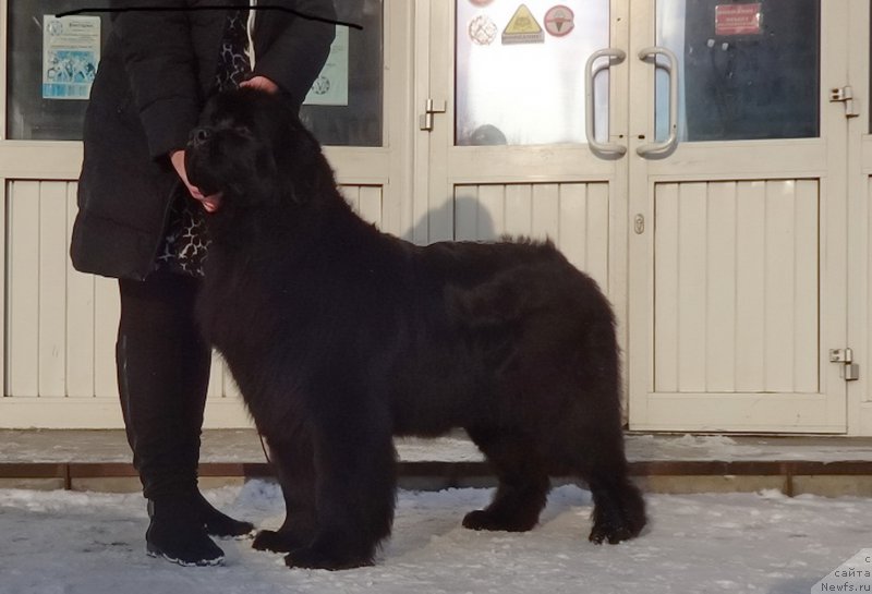 Фото: ньюфаундленд Ньюфорт Черника Леди