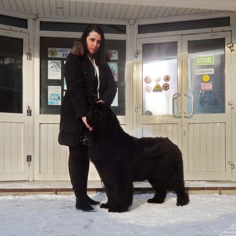 Фото: ньюфаундленд Ньюфорт Черника Леди, Ирина Савельева