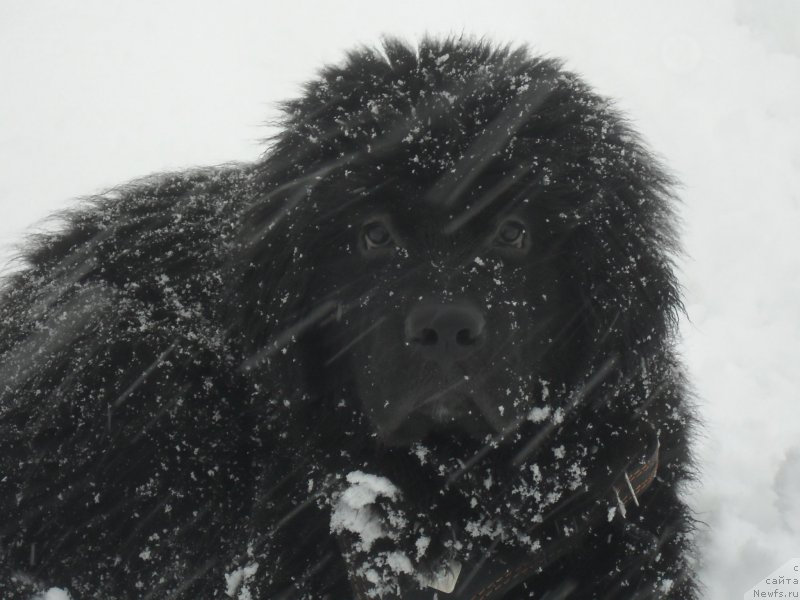 Фото: ньюфаундленд Лионель