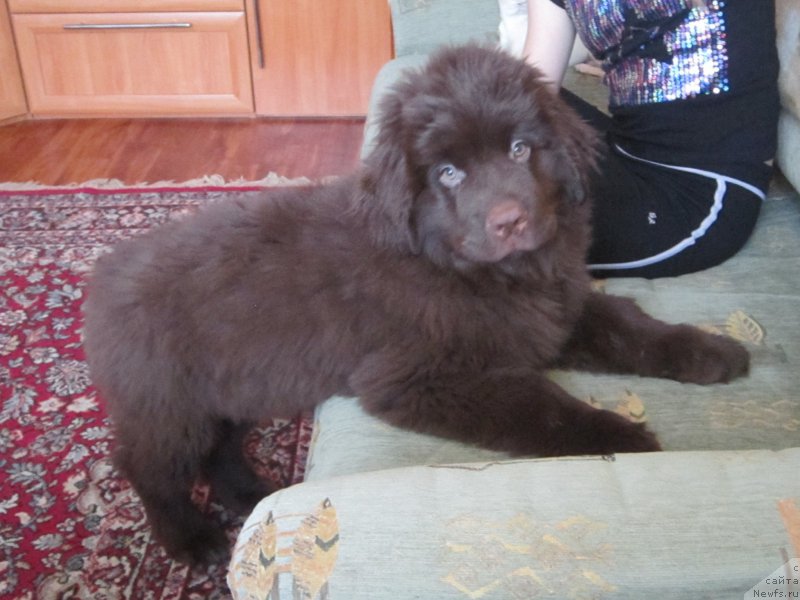 Фото: ньюфаундленд Вересковый Мёд с Берега Дона (Vereskovyj Mjod s Berega Dona)