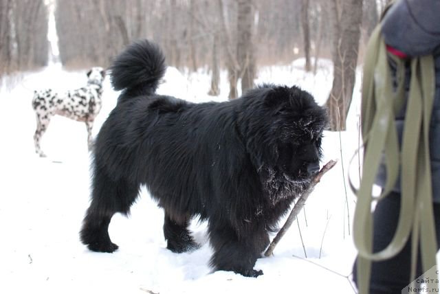 Фотография № 174504