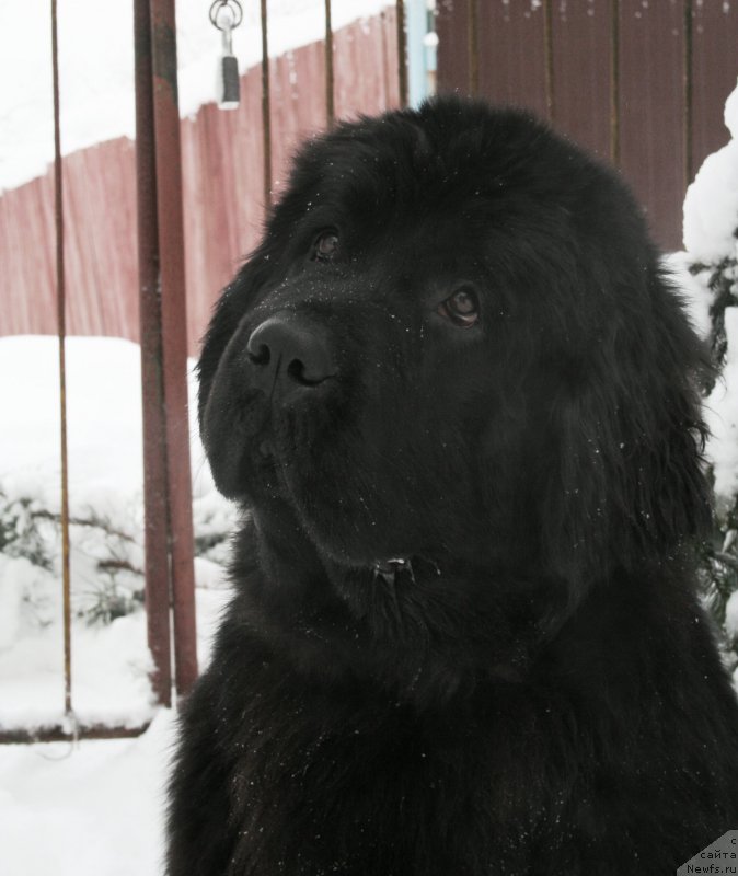 Фото: ньюфаундленд Черная Мафия Магик Тоуч (Chernaya Mafia Magic Touch)