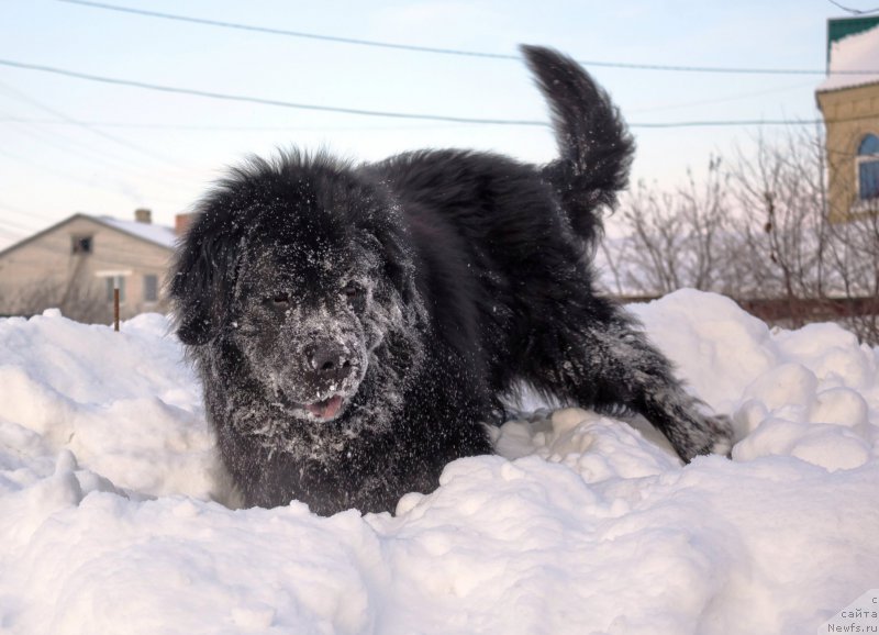 Фото: ньюфаундленд Кайден Плейфул (Kaiden Playful)