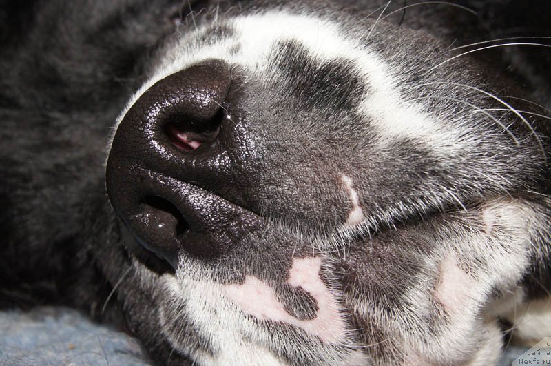 Фото: ньюфаундленд Супер Бизон Мурсиелага