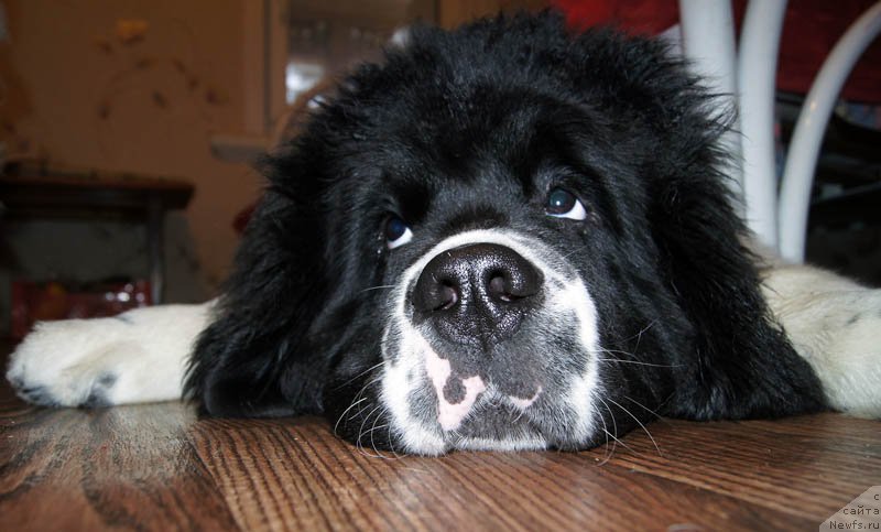 Фото: ньюфаундленд Супер Бизон Мурсиелага