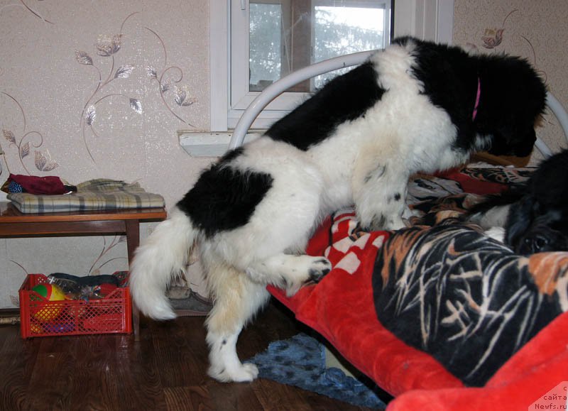 Фото: ньюфаундленд Супер Бизон Мирослава