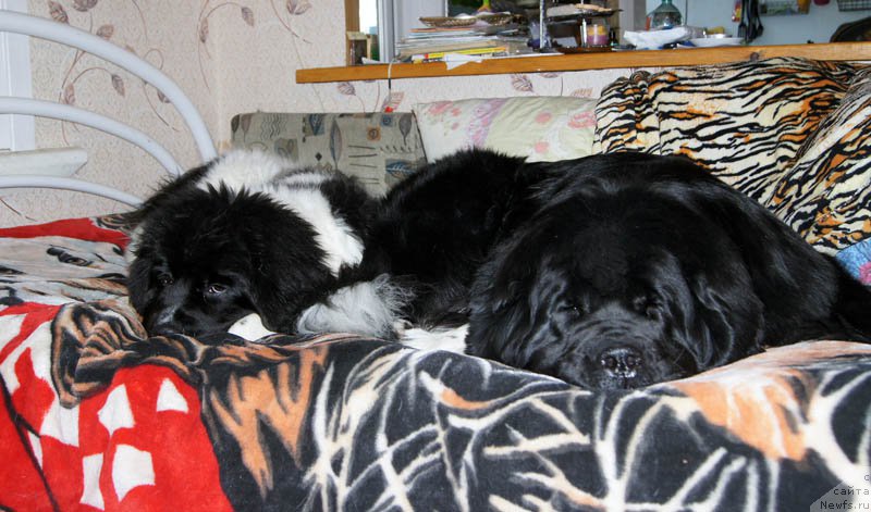 Фото: ньюфаундленд Супер Бизон Индия, ньюфаундленд Супер Бизон Мирослава