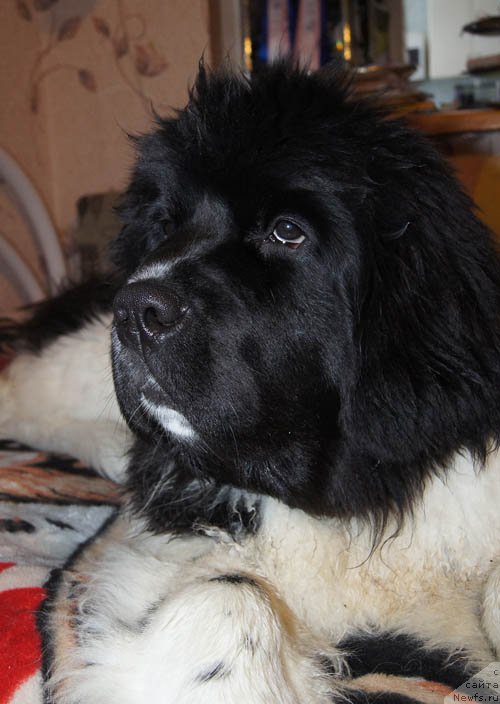 Фото: ньюфаундленд Супер Бизон Мирослава