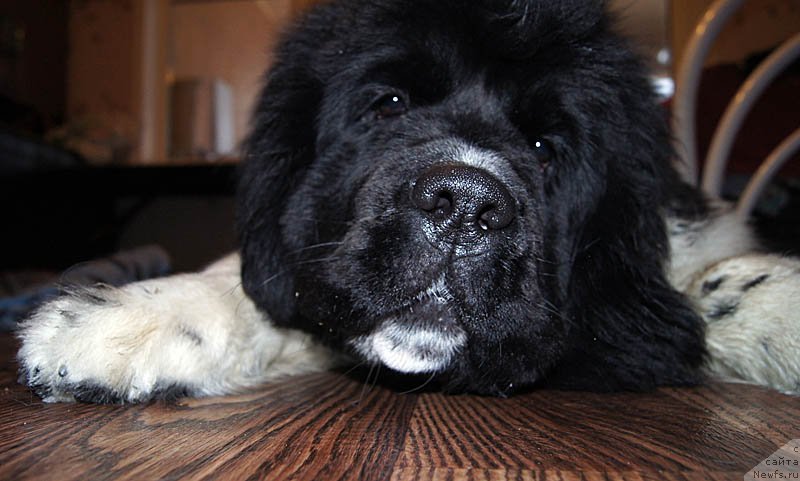 Фото: ньюфаундленд Супер Бизон Мирослава