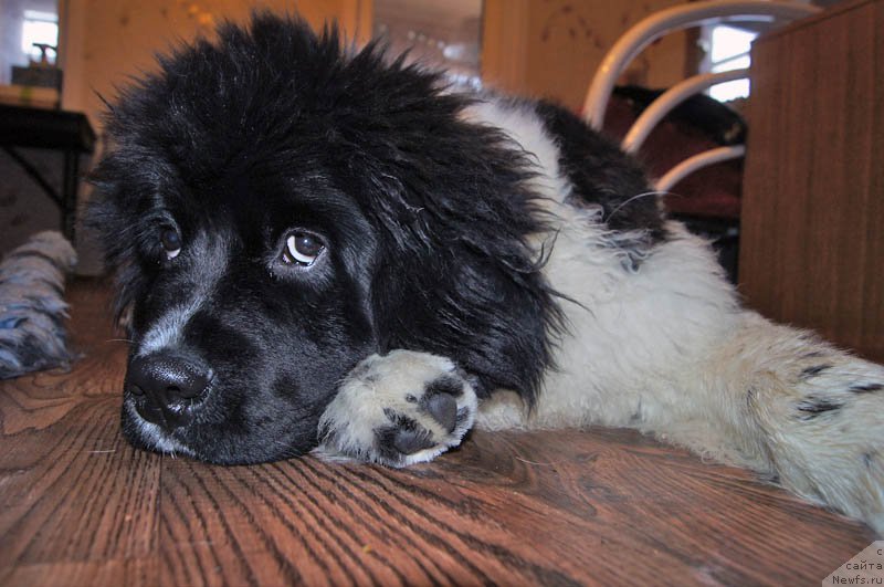 Фотография № 174529